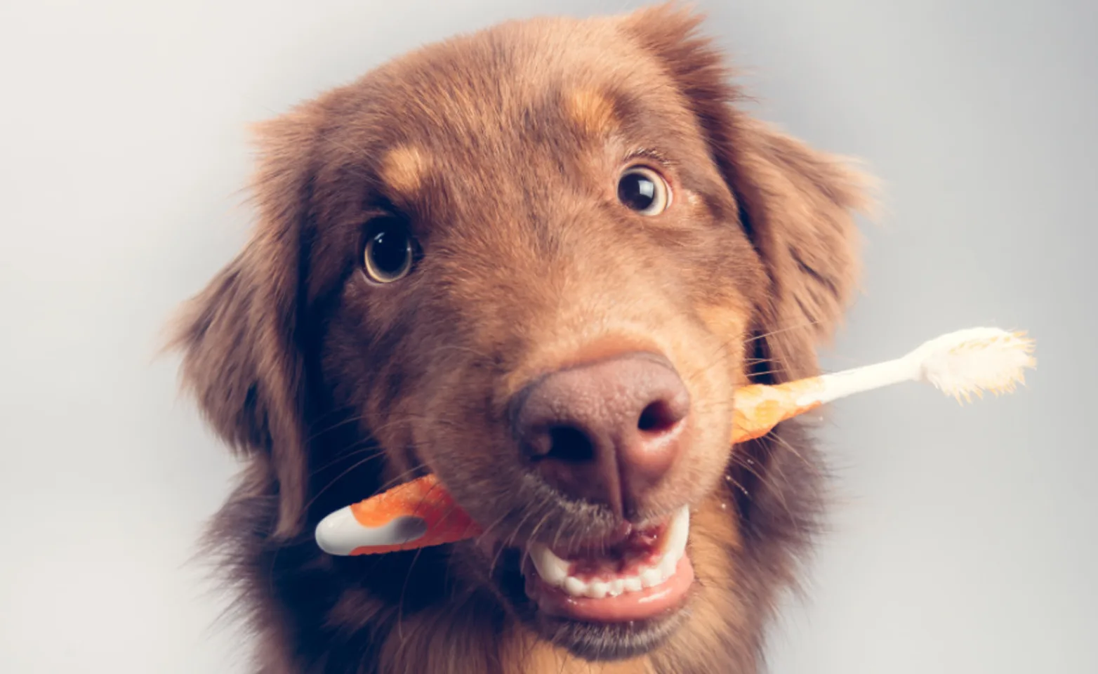 Brown Dog Biting an Orange Toothbrush